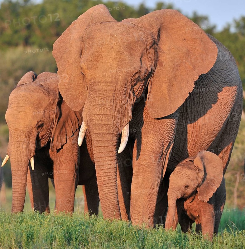 African elephant