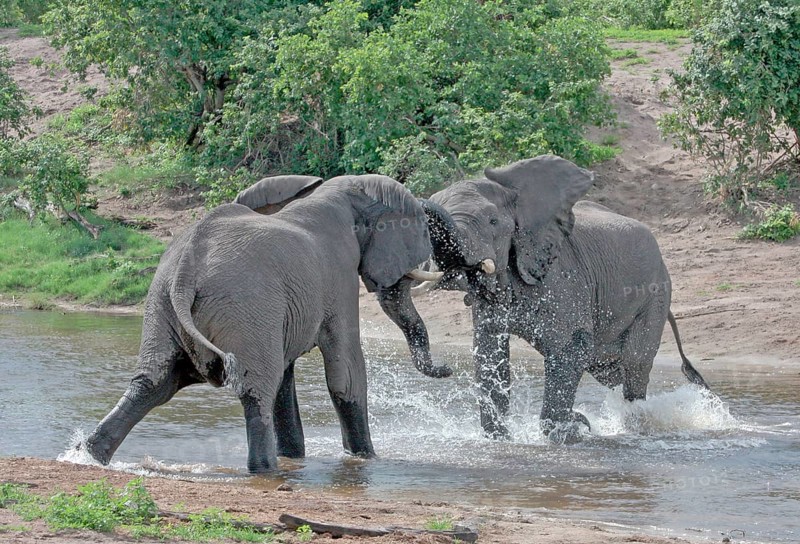 African elephant