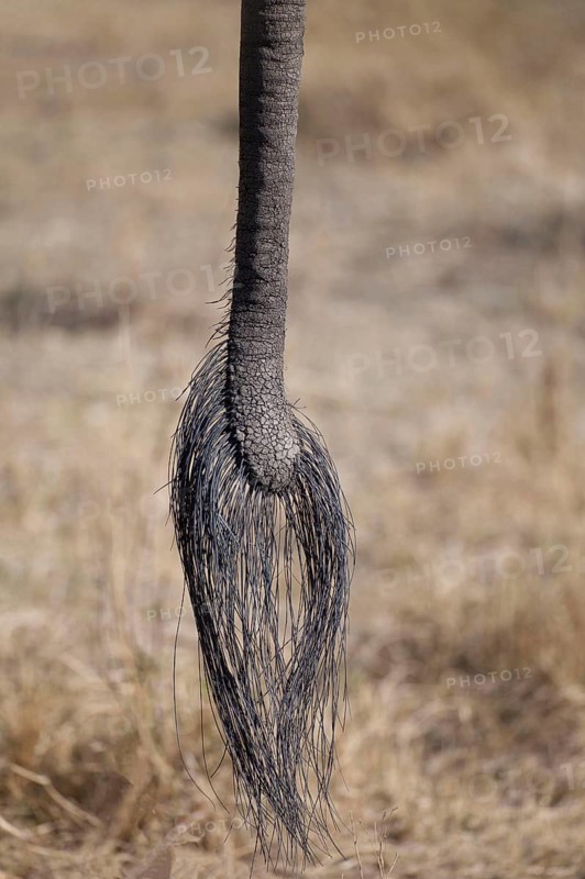 African elephant