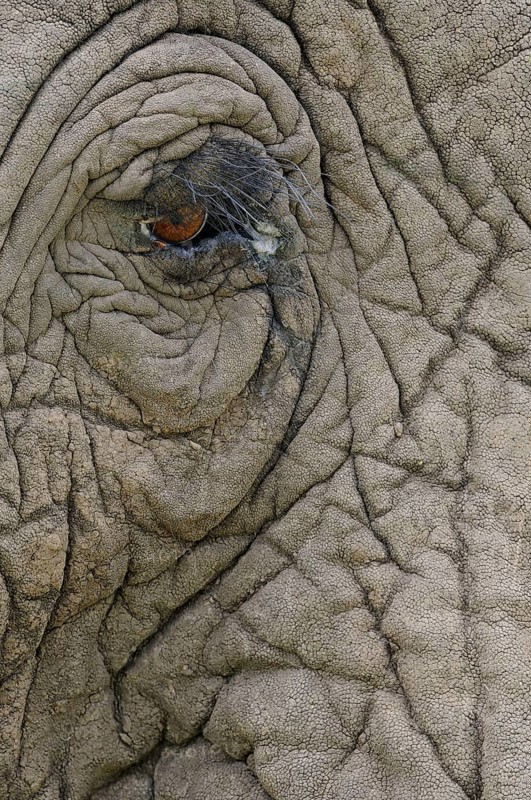 African elephant