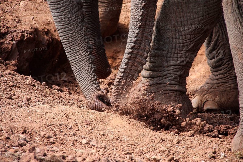 African elephant