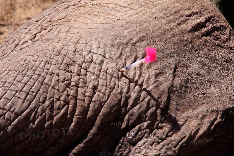 African elephant