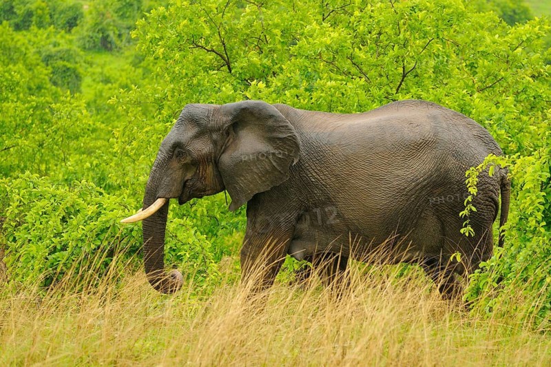 African elephant