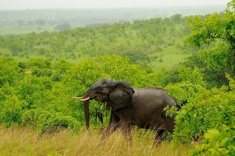 African elephant