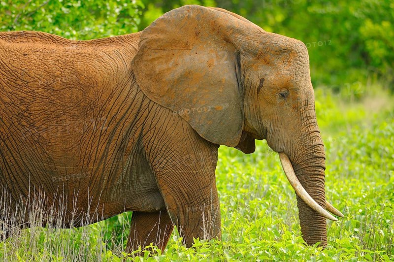 African elephant
