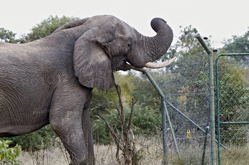 African elephant