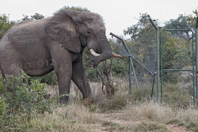 African elephant