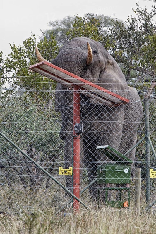 African elephant