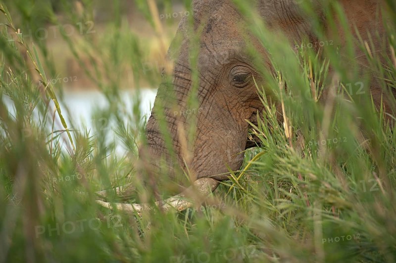 African Elephant
