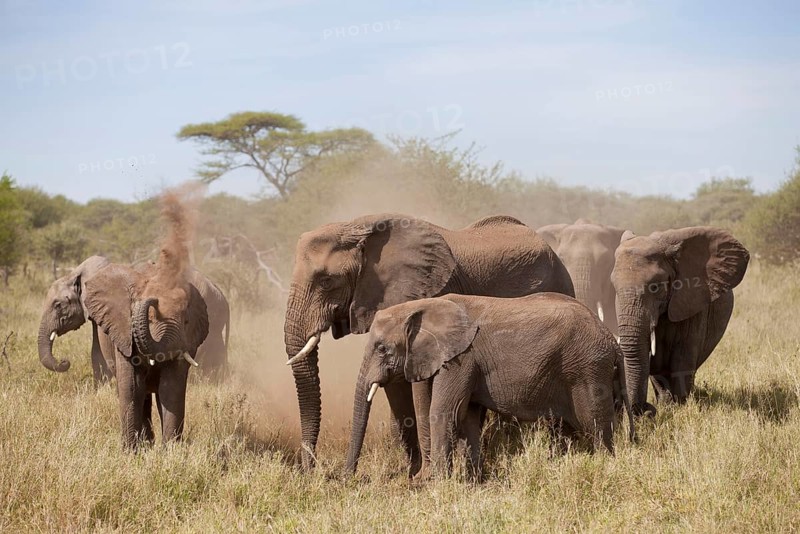 African elephant