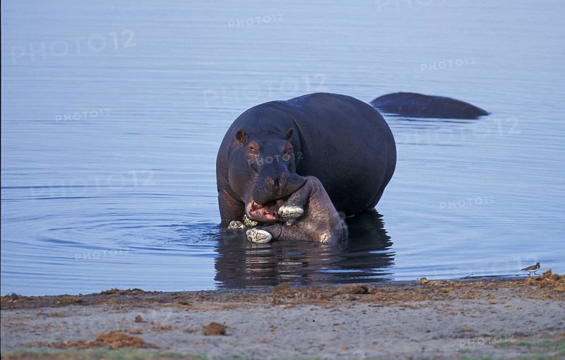 Hippopotamus