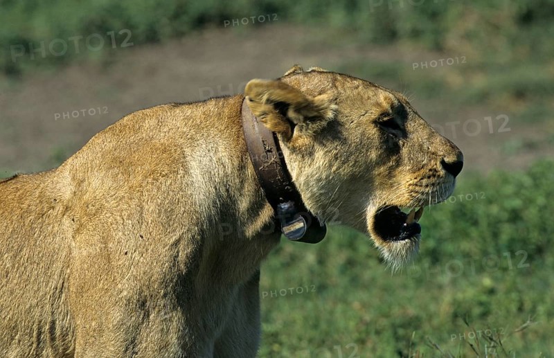 African Lion Niche Lioness