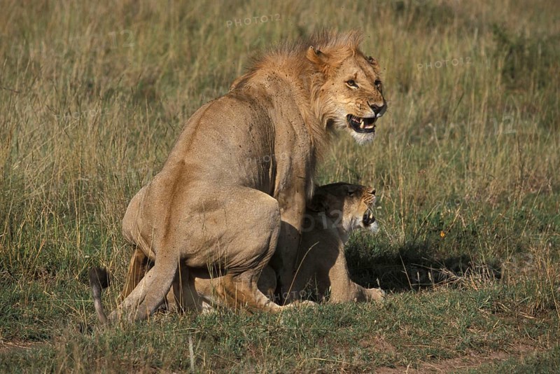 African Lion Niche Lion Niche Lions