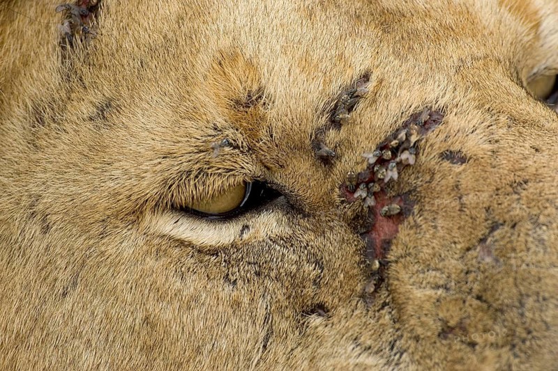 Lion