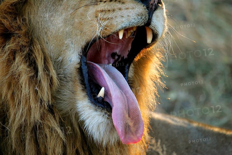 African Lion Niche Lion Close-up of adult male yawning