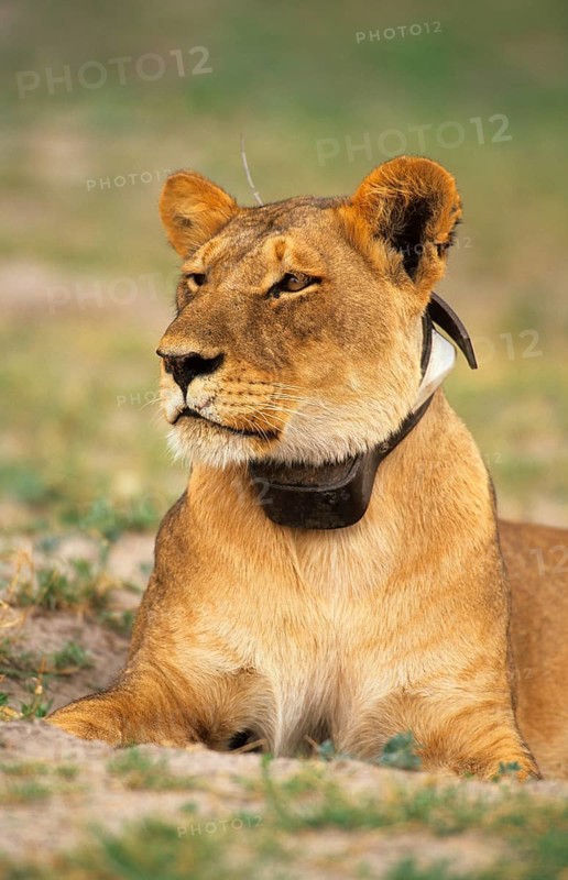 African Lion Niche Lion Niche lions