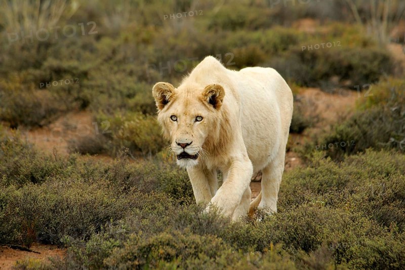 African lion white lion Lion white lion