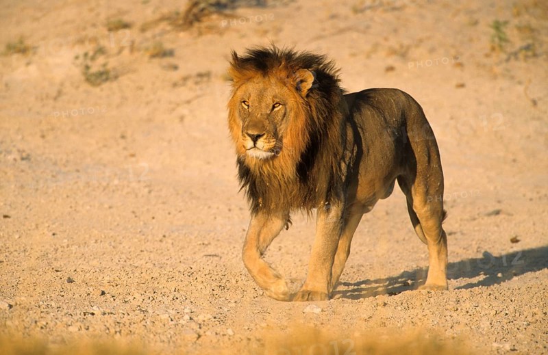 African Lion Niche Lion lion