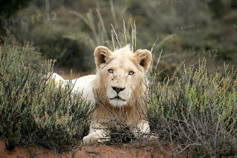 African lion white lion Lion white lion