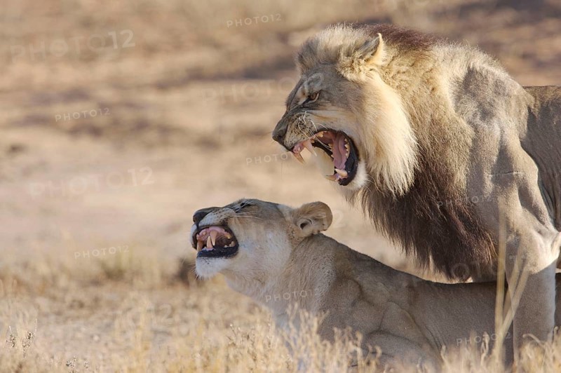 African Lion Niche Lion adult pair