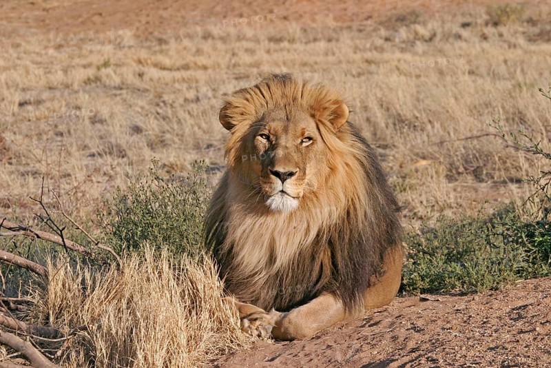 African lion-maned Lion