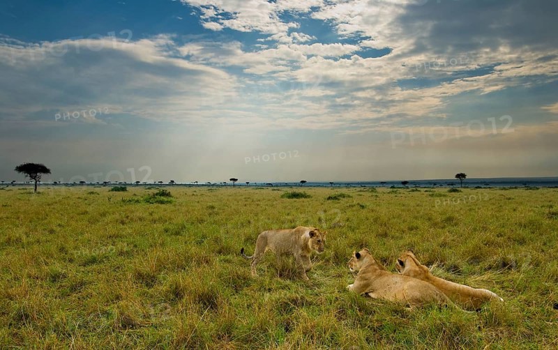 African Lion Lion