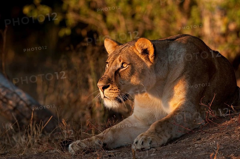 African Lion Niche Lion