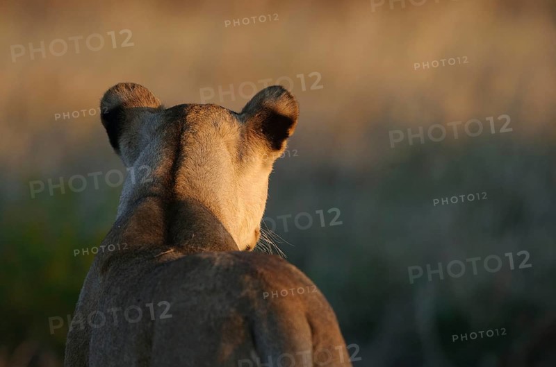 African Lion Niche Lion Niche lions