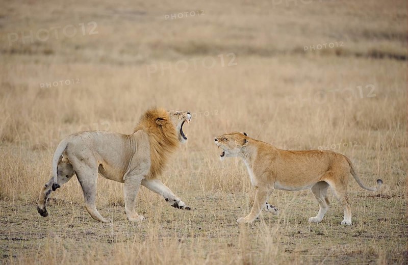 African Lion Niche Lion Niche lions