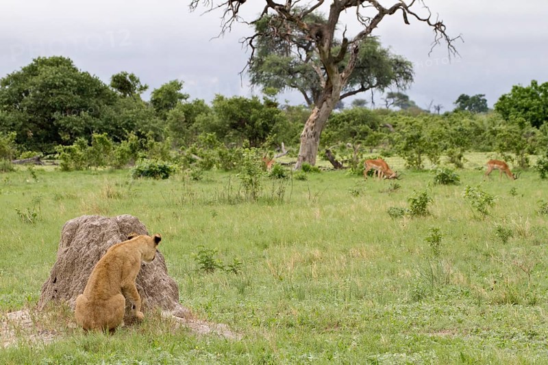 Lion
