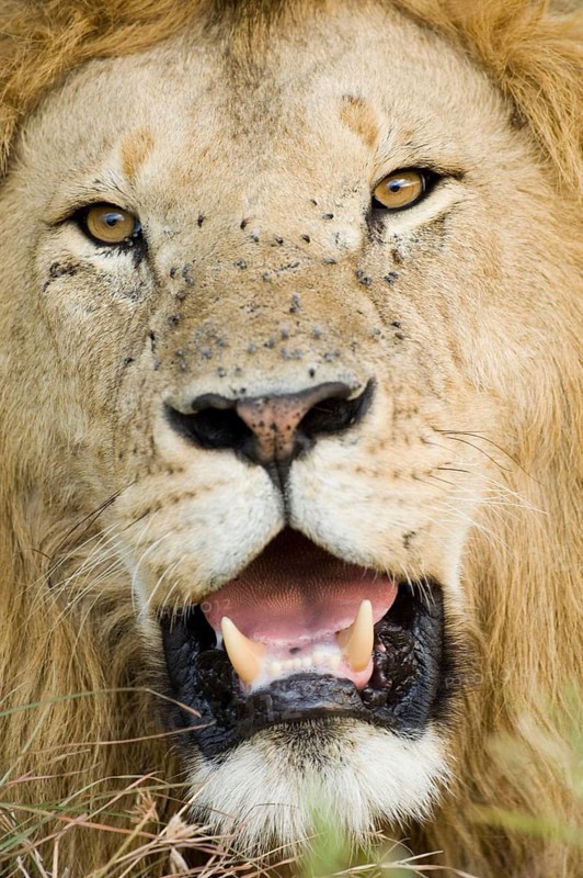African Lion Niche Lion Niche lions