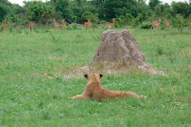 Lion