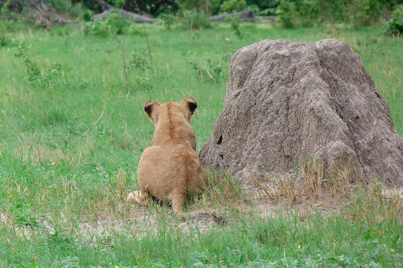 Lion