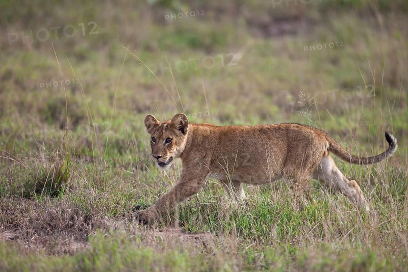 African Lion cub Lion lion