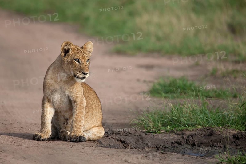 African lion cub Lion lion