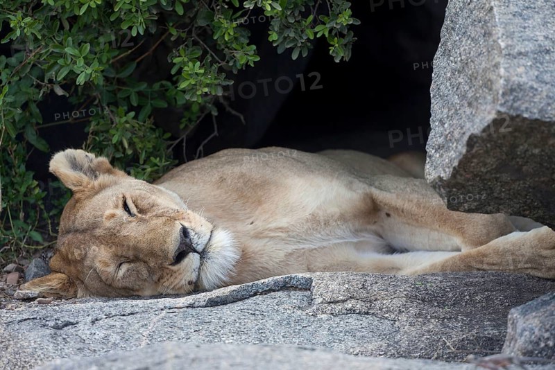 African Lion Niche Lion Niche lions