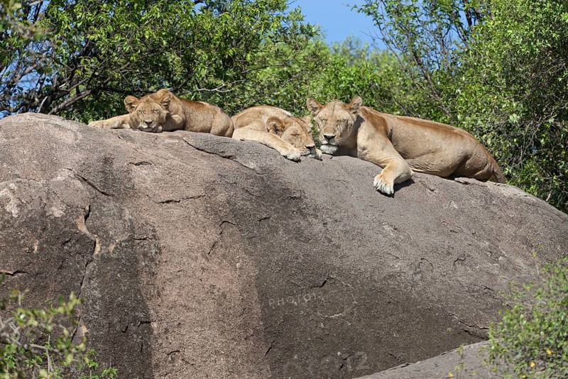 African Lion Niche Lion Niche lions