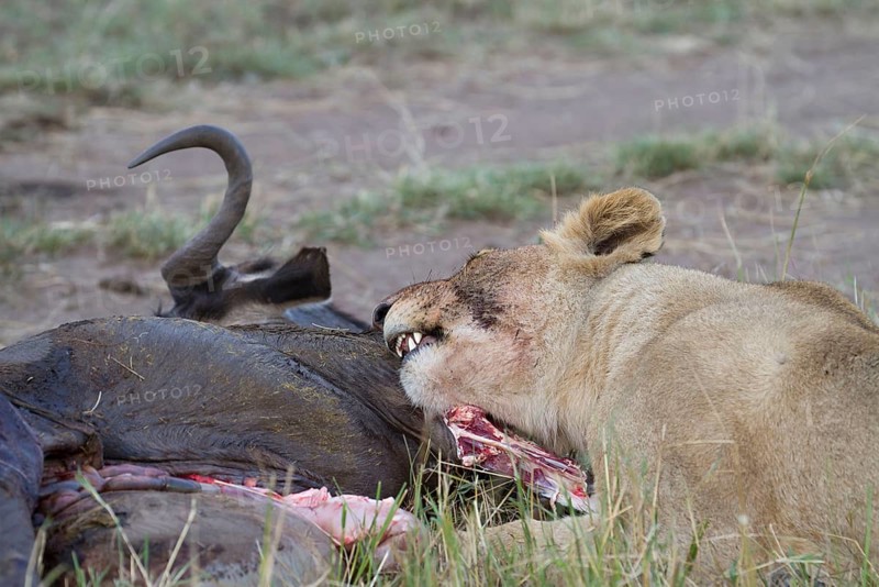 African Lion Lion