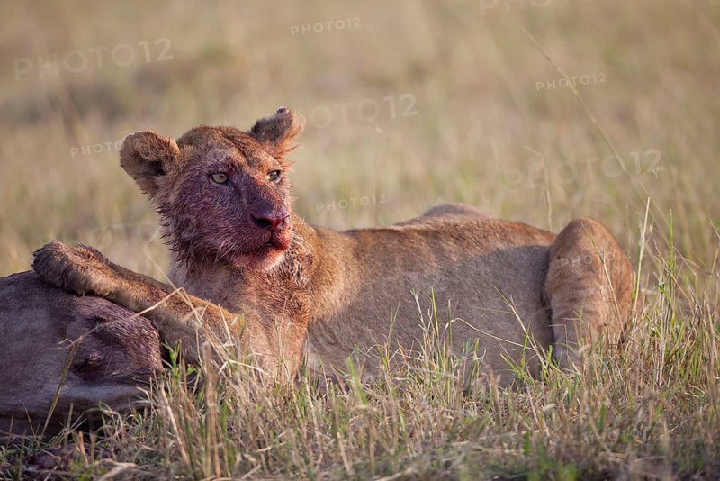 African Lion Lion