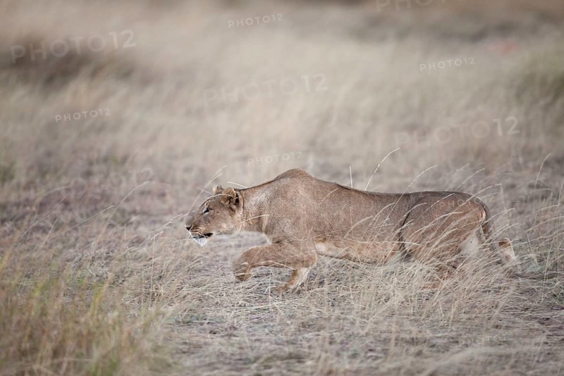 African Lion Lion