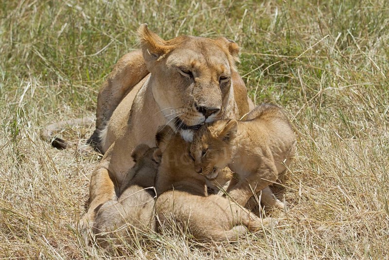 African Lion Lion