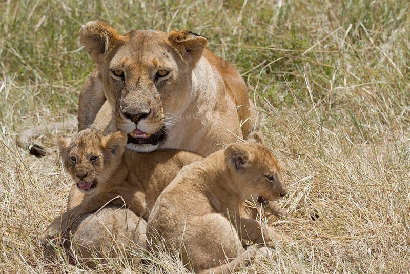 African Lion Lion