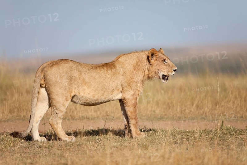 African Lion Lion