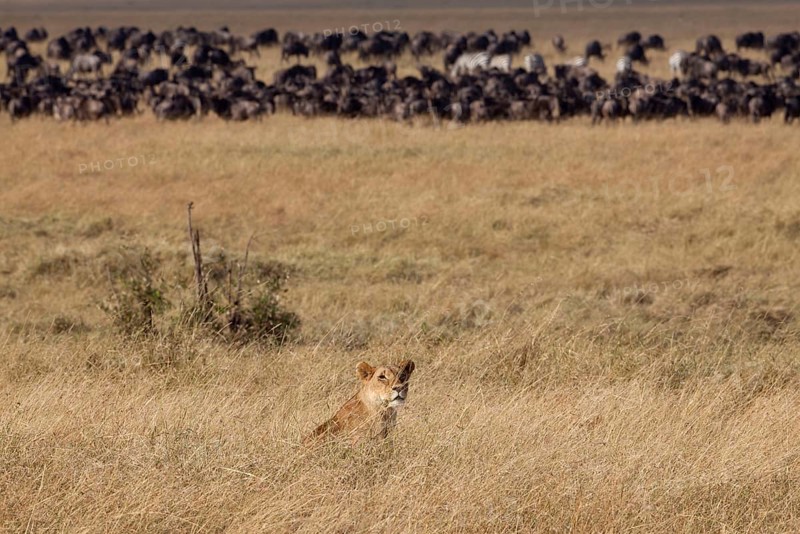 African Lion Lion