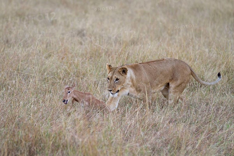 Massai lion