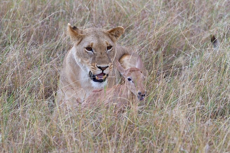 Massai lion