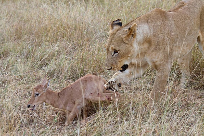 Massai lion