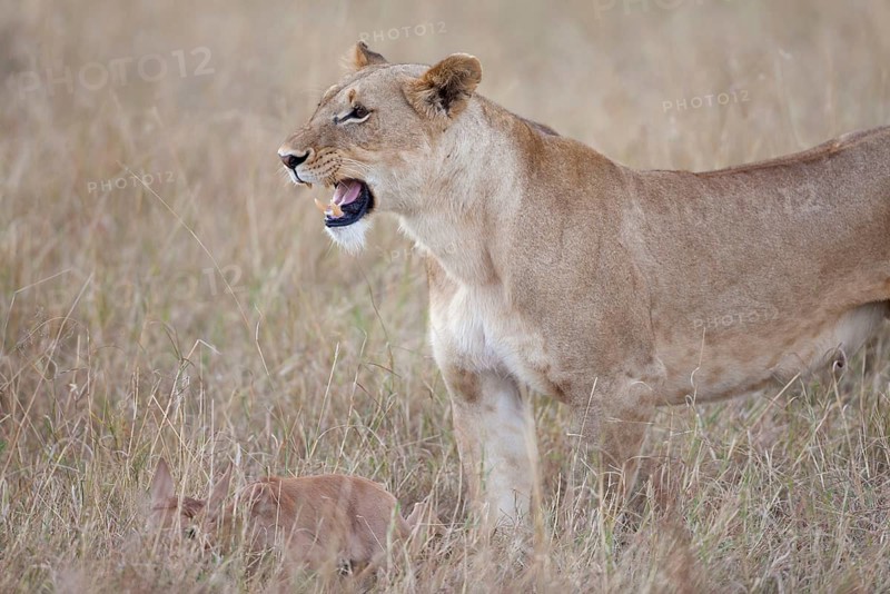 Massai lion