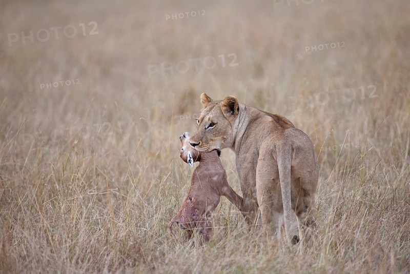 African Lion Lion