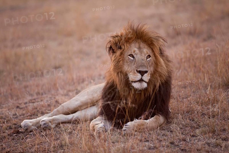 African Lion Lion